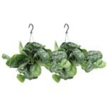 Twee Scindapsus Pictus Trebie hangplanten van 25 cm met groene bladeren en zilveren vlekken in hangpotten.
