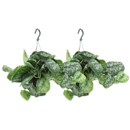 Twee Scindapsus Pictus Trebie hangplanten van 25 cm met groene bladeren en zilveren vlekken in hangpotten.