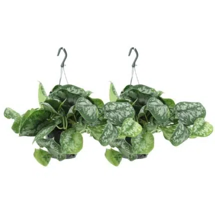 Twee Scindapsus Pictus Trebie hangplanten van 25 cm met groene bladeren en zilveren vlekken in hangpotten.