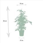 Ficus benjamina Danielle - Ø21cm - ↕95cm - Afbeelding 4