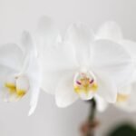 Kolibri Orchids | Set van witte Phalaenopsis orchidee Amabilis en Succulent Crassula Hobbit in Painted Stripe pot blauw - potmaat Ø9cm + Ø6cm | bloeiende kamerplant - vers van de kweker - Afbeelding 2