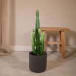 Euphorbia Acruensis - Cactus - Ø24cm - ↕60cm - Afbeelding 2