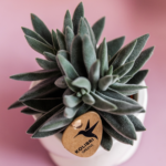 Kolibri Greens | Groene plant - Succulent Tarantula - groene kamerplant - vers van de kweker - Ø6cm - Afbeelding 4