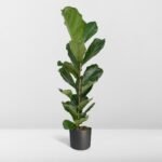 Ficus Lyrata - Rubberplant - Ø21cm - ↕100cm - Afbeelding 8