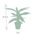Calathea Triostar - Ø19cm - ↕70cm - Afbeelding 4