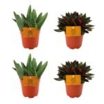 Set van 4 kleine kamerplanten: 2 Aloë paradisicum en 2 Peperomia rosso in oranje potten, Ø10,5cm, ↕10cm.