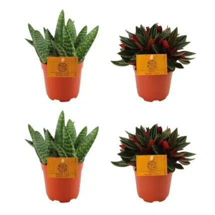 Set van 4 kleine kamerplanten: 2 Aloë paradisicum en 2 Peperomia rosso in oranje potten, Ø10,5cm, ↕10cm.