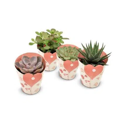 Vier vetplanten in hartvormige keramieken potten, rood en groen, Ø8,5cm, ↕11cm, van merk MEERgroothandel Planten.