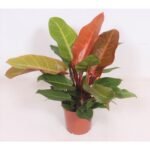 Philodendron Prince of Orange in een pot van Ø17cm, met opvallende oranje en groene bladeren, hoogte 45cm.