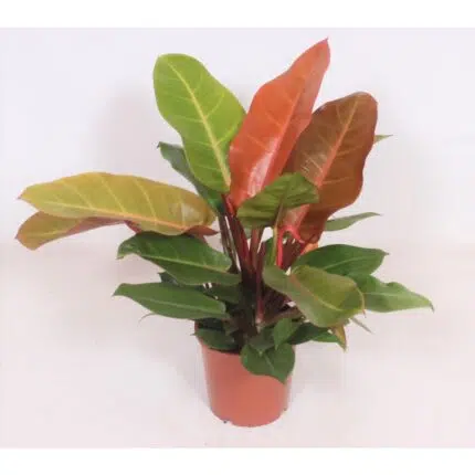 Philodendron Prince of Orange in een pot van Ø17cm, met opvallende oranje en groene bladeren, hoogte 45cm.