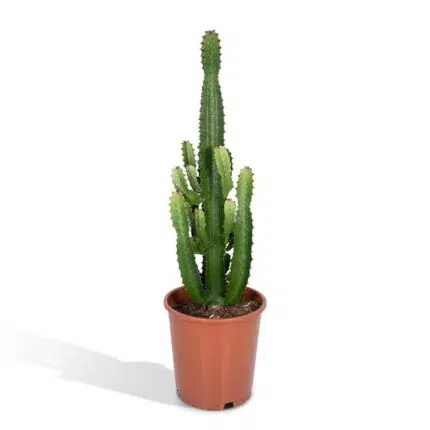 Euphorbia Acruensis cactus in een oranje pot, hoogte 60 cm, diameter 24 cm, met groene stekelige stelen.
