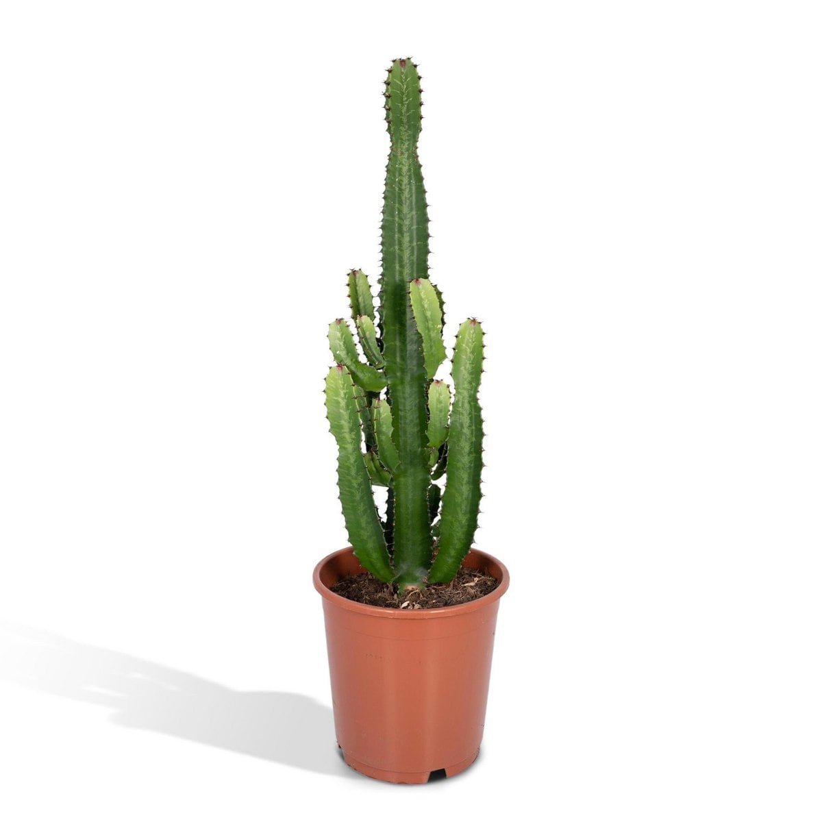 7c496936-b58d-4b83-af63-fa549eec130d_1200x1200_fill-1.jpg Euphorbia Acruensis cactus in een oranje pot, hoogte 60 cm, diameter 24 cm, met groene stekelige stelen.