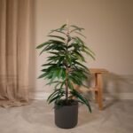 Ficus Amstel King - Treurvijg - ø21cm - ↕100cm - Afbeelding 2