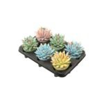Zes Echeveria Coloured Splash in pastelkleuren, potdiameter 10,5 cm, hoogte 13 cm, op zwart kunststof schap.