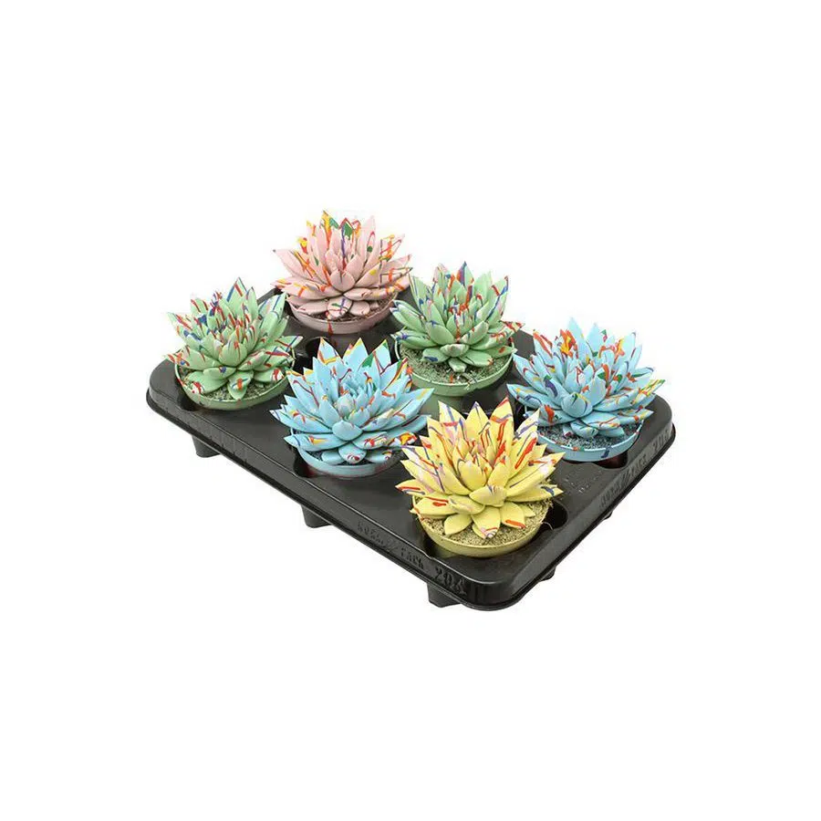 Zes Echeveria Coloured Splash in pastelkleuren, potdiameter 10,5 cm, hoogte 13 cm, op zwart kunststof schap.