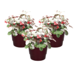 Drie potten met Gaultheria Pr. Big Berry, groenblijvende plant met donkergroene bladeren en felrode bessen, bedekt met sne...