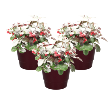 Drie potten met Gaultheria Pr. Big Berry, groenblijvende plant met donkergroene bladeren en felrode bessen, bedekt met sne...