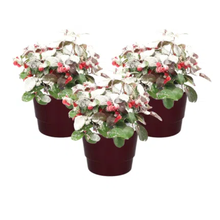 Drie potten met Gaultheria Pr. Big Berry, groenblijvende plant met donkergroene bladeren en felrode bessen, bedekt met sne...
