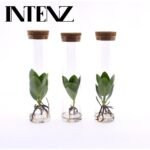 Drie Clusia-planten in glazen buizen met kurken dop, hoogte 15 cm, diameter 5 cm, groene bladeren en zichtbare wortels.
