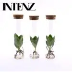 Drie Clusia-planten in glazen buizen met kurken dop, hoogte 15 cm, diameter 5 cm, groene bladeren en zichtbare wortels.