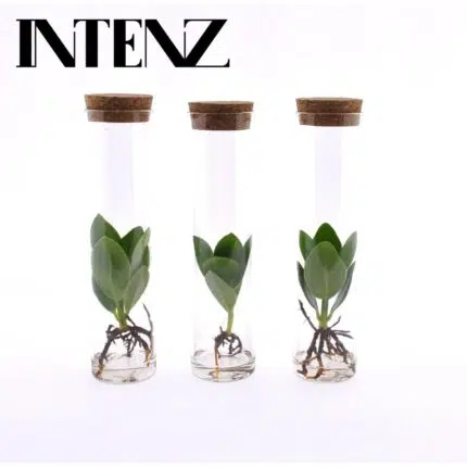 Drie Clusia-planten in glazen buizen met kurken dop, hoogte 15 cm, diameter 5 cm, groene bladeren en zichtbare wortels.