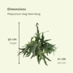 Platycerium Hertshoorn Hang - Hertshoornvaren - Ø21cm - ↕50cm - Afbeelding 4