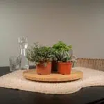 Everspring - Succulenten Mix - 18 stuks - 10 cm - ø8,5 - Afbeelding 2