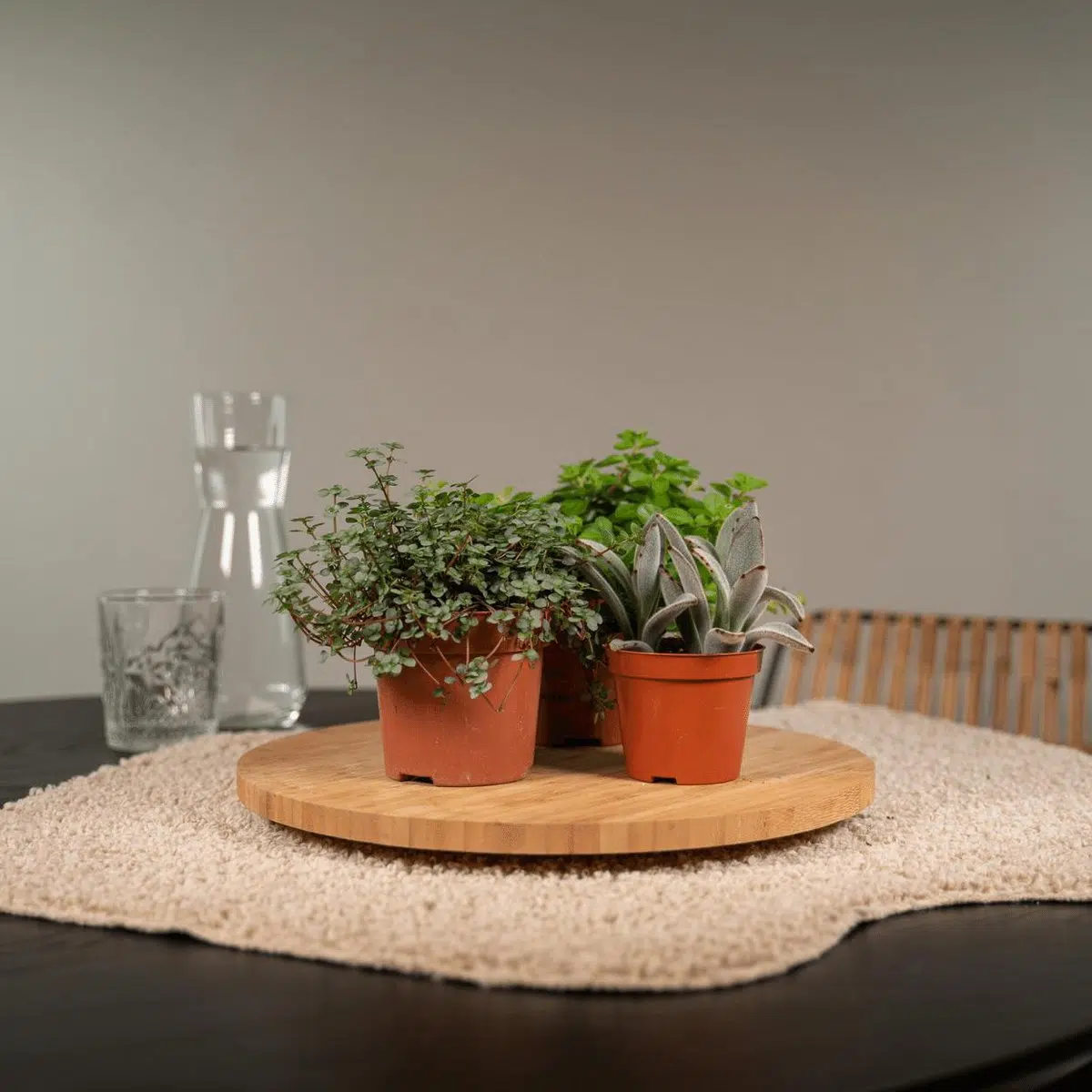 Everspring - Succulenten Mix - 18 stuks - 10 cm - ø8,5 - Afbeelding 2