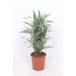 Dracaena White Stripe in een oranje pot, met groene bladeren met opvallende witte strepen, hoogte 100 cm, diameter 24 cm.