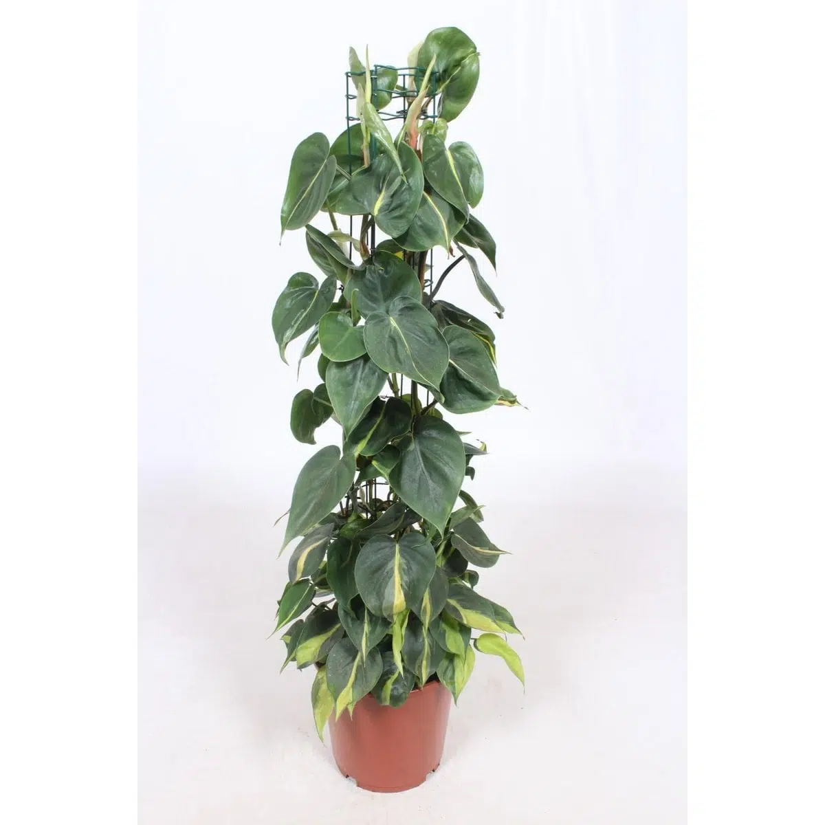 Philodendron Scandens Brasil in een bruine pot, met hartvormige bladeren, hoogte 120 cm, diameter 24 cm.