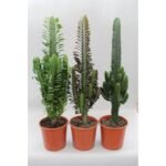 Cactus Desert Mix (Euphorbia) - 3 groene cactussen in oranje potten, Ø17cm, hoogte 70cm. Makkelijke kamerplanten.
