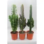 Cactus Desert Mix (Euphorbia) - 3 groene cactussen in oranje potten, Ø17cm, hoogte 70cm. Makkelijke kamerplanten.