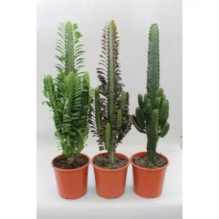 Cactus Desert Mix (Euphorbia) - 3 groene cactussen in oranje potten, Ø17cm, hoogte 70cm. Makkelijke kamerplanten.