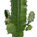 Euphorbia Acrurensis - Cactus - Ø17cm - ↕50cm - Afbeelding 3