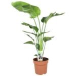 Strelitzia Nicolai in een terracotta pot van Ø21cm en hoogte 90cm, met grote groene bladeren voor een tropische uitstraling.