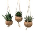 Kokodama Aloe Mix, 3 hangende planten in kokosnoot, Ø15cm, ↕25cm, groene bladeren, natuurlijke uitstraling.