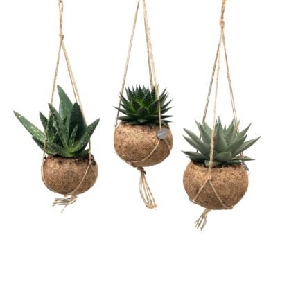 Kokodama Aloe Mix, 3 hangende planten in kokosnoot, Ø15cm, ↕25cm, groene bladeren, natuurlijke uitstraling.