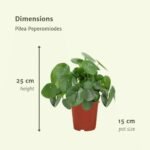 2x Pilea Peperomiodes - Pannekoekenplant - 25cm - ø15 - Afbeelding 4