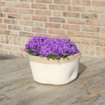 Witte geweven mand met drie paarse Campanula Addenda bloemen, potmaat 12 cm, op een houten tafel tegen een bakstenen muur.