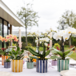 Kolibri Orchids | witte phalaenopsis orchidee Lausanne + Painted Stripe sierpot turquoise - potmaat Ø9cm | bloeiende kamerplant - vers van de kweker - Afbeelding 3