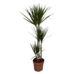 Dracaena Marginata in een bruine pot, hoogte 120 cm, met lange, smalle groene bladeren voor een exotische uitstraling.