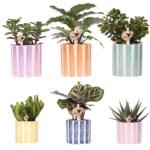Set van 6 bloeiende kamerplanten in kleurrijke Painted Stripe potten van Ø9cm en Ø6cm, perfect voor tafelaankleding.