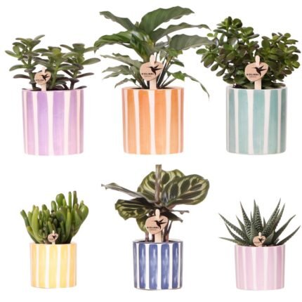 Set van 6 bloeiende kamerplanten in kleurrijke Painted Stripe potten van Ø9cm en Ø6cm, perfect voor tafelaankleding.