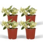 Vier potten met Epipremnum Happy Leaf, kleine kamerplanten met groene en gele bladeren, diameter 12 cm, hoogte 15 cm.