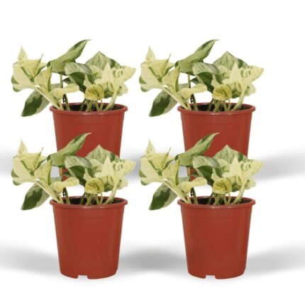 Vier potten met Epipremnum Happy Leaf, kleine kamerplanten met groene en gele bladeren, diameter 12 cm, hoogte 15 cm.