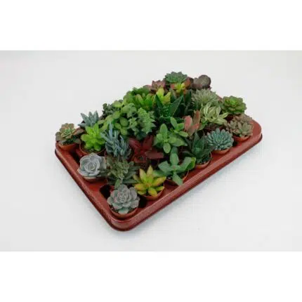Mix van 30 verschillende succulenten in potjes van 7 cm, op een bruine kweektray, met diverse kleuren en vormen.
