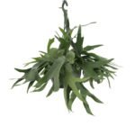 Hangende Hertshoornvaren met groene bladeren, Ø21cm, hoogte 50cm, ideaal voor binnen.