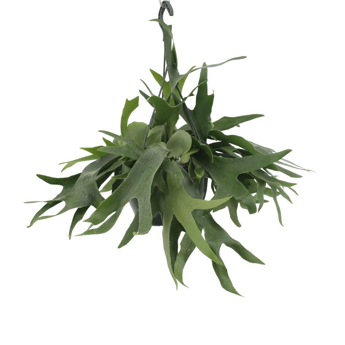 8e85257b-6527-48bc-9b4d-d3e81884ee8a_1200x1200_fill.jpg Hangende Hertshoornvaren met groene bladeren, Ø21cm, hoogte 50cm, ideaal voor binnen.