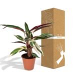 Calathea Triostar - Ø19cm - ↕70cm - Afbeelding 5