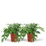2x Monstera Minima - Gatenplant - 25cm - ø15